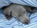 Weimaraner Bellis