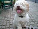 Coton de tulear coco
