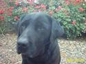 Labrador retriever Taco - død