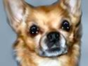 Chihuahua * Sasha, slikmutter*