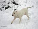 Amerikansk bulldog Thiti (R.I.P.)