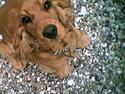 Cocker spaniel Schicca