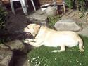 Labrador retriever Tyson
