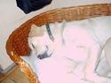 Labrador retriever Bella,