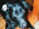Labrador retriever Bølle