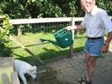 Hvid Schweizisk Hyrdehund Andy
