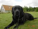 Labrador retriever Spike