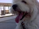 Coton de tulear Bernard