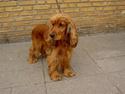Cocker spaniel Tika