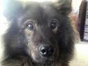 Eurasier Bella
