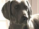 Weimaraner Sønderskoven's Aiko