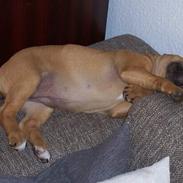 Staffordshire bull terrier Bella