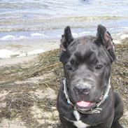 Cane corso Makker