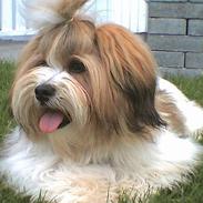 Lhasa apso Khantöma-Ri Fujiyama 