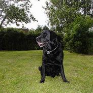 Labrador retriever Zeppo Black