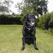 Labrador retriever Zeppo Black