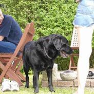 Labrador retriever Zeppo Black