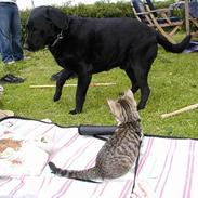 Labrador retriever Zeppo Black