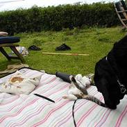 Labrador retriever Zeppo Black