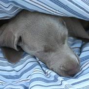 Weimaraner Bellis