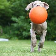 Weimaraner Bellis
