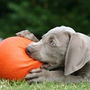 Weimaraner Bellis