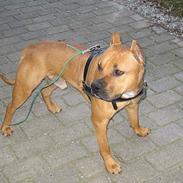 Amerikansk staffordshire terrier Tuffer