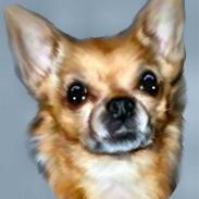 Chihuahua * Sasha, slikmutter*