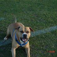 Amerikansk staffordshire terrier CHICO