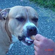 Amerikansk staffordshire terrier CHICO