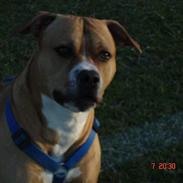 Amerikansk staffordshire terrier CHICO