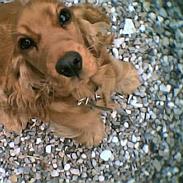 Cocker spaniel Schicca