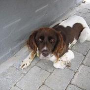 Kleiner münsterländer Cindy "Ziggy"