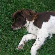 Kleiner münsterländer Cindy "Ziggy"