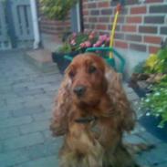 Cocker spaniel Schicca