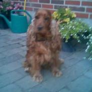 Cocker spaniel Schicca