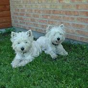 West highland white terrier Coco & Poppy