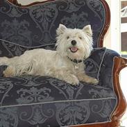 West highland white terrier Coco & Poppy