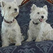 West highland white terrier Coco & Poppy