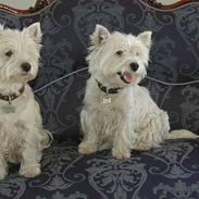 West highland white terrier Coco & Poppy