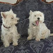 West highland white terrier Coco & Poppy