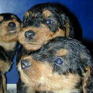 Airedale terrier monty