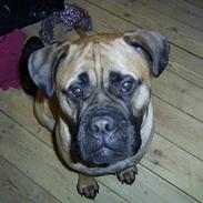 Bullmastiff Alba