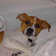 Dansk svensk gaardhund Kvik