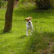 Dansk svensk gaardhund Kvik