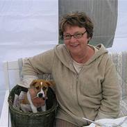 Dansk svensk gaardhund Kvik