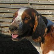 Welsh springer spaniel Chili  25 / 12