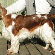 Welsh springer spaniel Chili  25 / 12