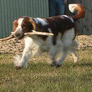 Welsh springer spaniel Chili  25 / 12