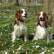 Welsh springer spaniel Chili  25 / 12